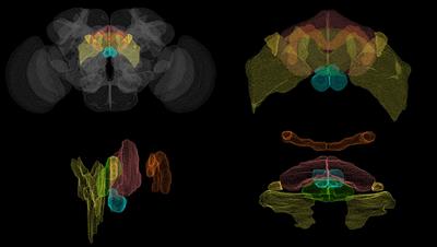 Generating Executable Models of the Drosophila Central Complex